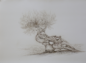 Olive Tree,  Indian ink on Canson paper