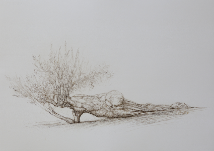 Ancient olive tree, Italy  Indian Ink on Canson paper